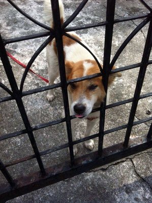 Notsure Found In Serdang - Mixed Breed Dog