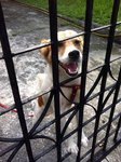 Notsure Found In Serdang - Mixed Breed Dog