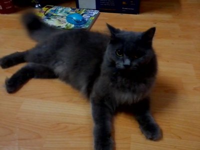 PF52110 - Domestic Long Hair Cat