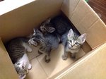 All 4 kittens playing together.