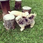 A friendly Shih Tzu