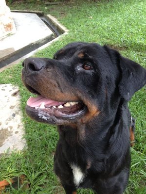 Kim - Rottweiler Dog