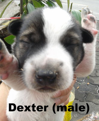 Dexter / Dicky / Dodo / Didi  - Mixed Breed Dog