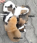 Dexter / Dicky / Dodo / Didi  - Mixed Breed Dog