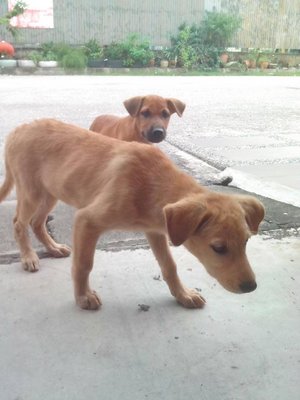 Yellow B &amp; Cheeky B - Mixed Breed Dog