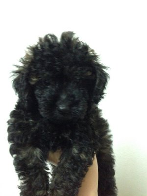 Toy Poodle - Poodle Dog