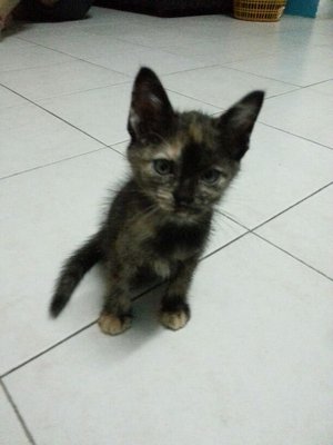 In Need Of New Home~ - Domestic Medium Hair Cat