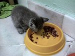 Boyboy's 1st time eating dry cat food