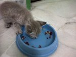 Girlgal's 1st time eating dry cat food, yummy~