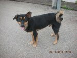 Duncan - Mixed Breed Dog