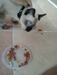 Coco Madut - Siamese + Tonkinese Cat