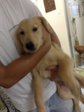 Golden Retriever Urgent Sell - Golden Retriever Dog