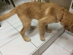 Golden Retriever Urgent Sell - Golden Retriever Dog