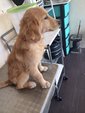 Golden Retriever Urgent Sell - Golden Retriever Dog