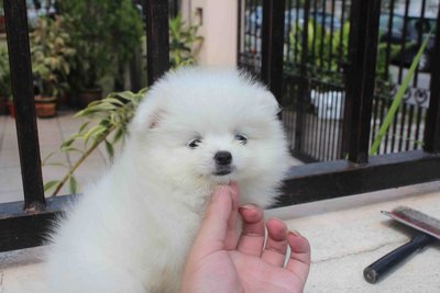 White Female Pomeranian Pup - Pomeranian Dog