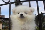 White Female Pomeranian Pup - Pomeranian Dog