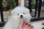 White Female Pomeranian Pup - Pomeranian Dog