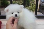 White Female Pomeranian Pup - Pomeranian Dog