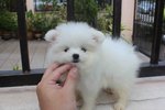 White Female Pomeranian Pup - Pomeranian Dog