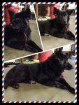 Blackie - German Shepherd Dog Mix Dog