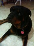 Rocky /kiba  - Rottweiler Mix Dog