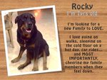 Rocky /kiba  - Rottweiler Mix Dog