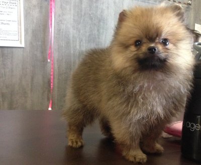 Pomeranian - Thick Coat Tiny Size - Pomeranian Dog