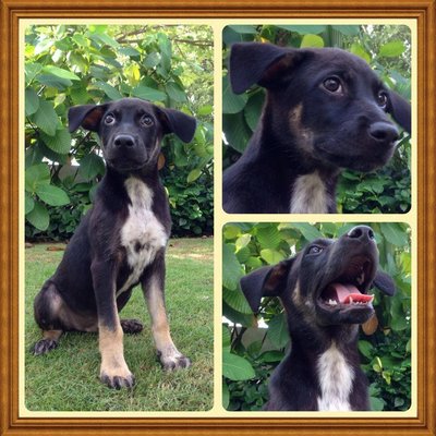 Noel - Mixed Breed Dog