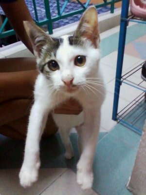 Putih - Domestic Short Hair Cat