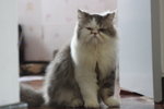 Toby - Persian Cat