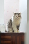 Toby - Persian Cat