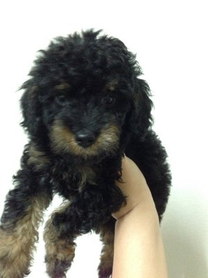 Male Poodle  - Poodle Dog