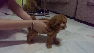 Toy Poodle - Poodle Dog