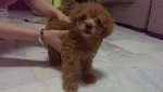 Toy Poodle - Poodle Dog