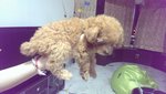 Toy Poodle - Poodle Dog