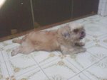 Bobby - Shih Tzu Dog