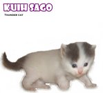 Kuih Sago - Ragamuffin Cat