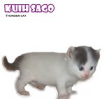 Kuih Sago - Ragamuffin Cat