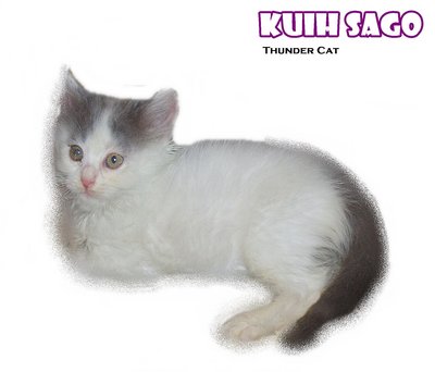 Kuih Sago - Ragamuffin Cat