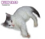 Kuih Sago - Ragamuffin Cat