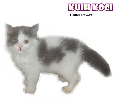 Kuih Koci - Ragamuffin Cat