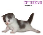 Kuih Koci - Ragamuffin Cat