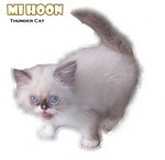 Mee Hoon - Ragdoll Cat