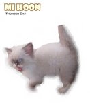 Mee Hoon - Ragdoll Cat