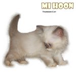 Mee Hoon - Ragdoll Cat