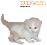 Kuih Dadar - Ragamuffin Cat