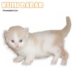 Kuih Dadar - Ragamuffin Cat