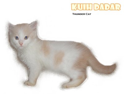 Kuih Dadar - Ragamuffin Cat