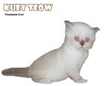 Kuey Teow - Ragdoll Cat