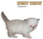 Kuey Teow - Ragdoll Cat